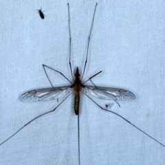 Leptotarsus (Macromastix) costalis (Common Brown Crane Fly) at Forde, ACT - 6 Nov 2020 by jb2602