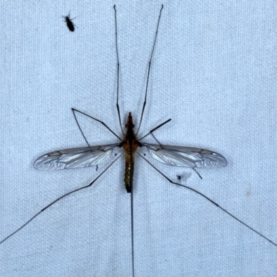 Leptotarsus (Macromastix) costalis (Common Brown Crane Fly) at Goorooyarroo NR (ACT) - 6 Nov 2020 by jb2602