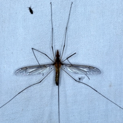 Leptotarsus (Macromastix) costalis (Common Brown Crane Fly) at Forde, ACT - 6 Nov 2020 by jb2602