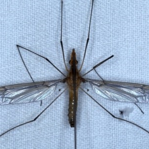 Leptotarsus (Macromastix) costalis at Forde, ACT - 6 Nov 2020