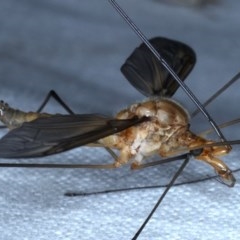 Leptotarsus (Macromastix) costalis at Forde, ACT - 6 Nov 2020