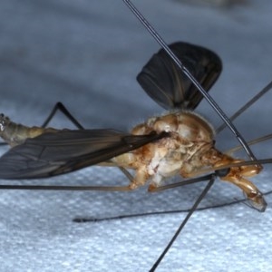 Leptotarsus (Macromastix) costalis at Forde, ACT - 6 Nov 2020 09:37 PM