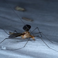 Leptotarsus (Macromastix) costalis at Forde, ACT - 6 Nov 2020