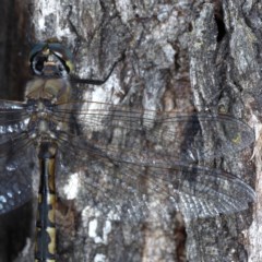 Hemicordulia australiae (Australian Emerald) at Goorooyarroo NR (ACT) - 6 Nov 2020 by jb2602