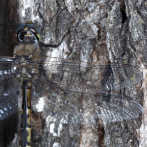 Hemicordulia australiae at Forde, ACT - 6 Nov 2020