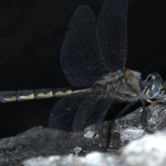 Hemicordulia australiae at Forde, ACT - 6 Nov 2020