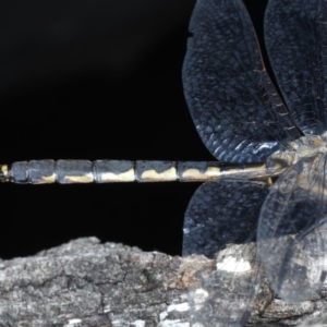 Hemicordulia australiae at Forde, ACT - 6 Nov 2020