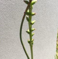 Microtis sp. at Pambula, NSW - suppressed