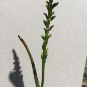 Microtis sp. at Pambula, NSW - suppressed