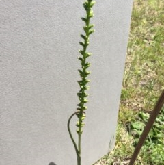 Microtis sp. at Pambula, NSW - suppressed