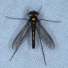 Heteropsilopus sp. (genus) (A long legged fly) at Goorooyarroo NR (ACT) - 6 Nov 2020 by jb2602
