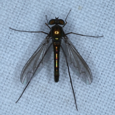 Heteropsilopus sp. (genus) (A long legged fly) at Forde, ACT - 6 Nov 2020 by jbromilow50