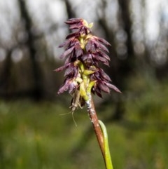 Corunastylis vernalis (East Lynne Midge Orchid) at Monga National Park - 6 Nov 2020 by dan.clark