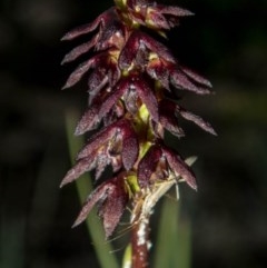 Corunastylis vernalis at Buckenbowra, NSW - suppressed