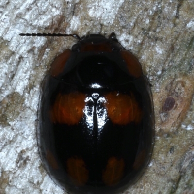 Paropsisterna beata (Blessed Leaf Beetle) at Goorooyarroo NR (ACT) - 6 Nov 2020 by jb2602