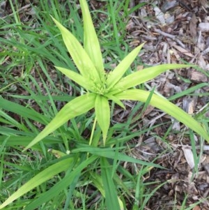 Cyperus sp. at Pambula, NSW - 5 Nov 2020 11:44 AM