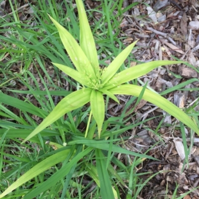 Cyperus sp. (A Sedge) at Pambula, NSW - 5 Nov 2020 by Panboola