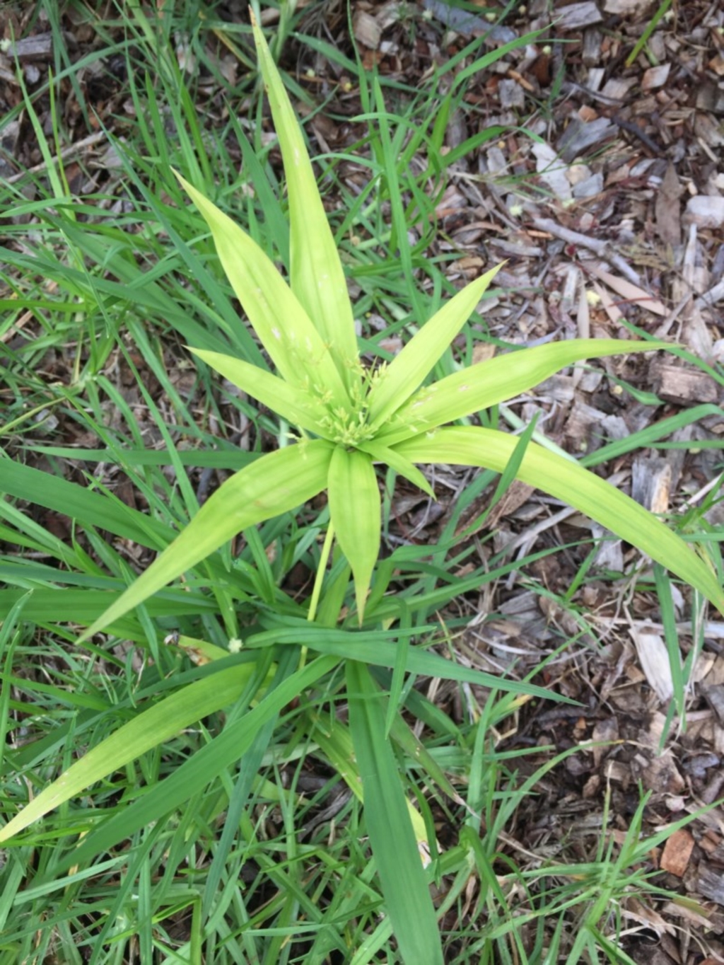 Cyperus sp. at Pambula, NSW - 5 Nov 2020
