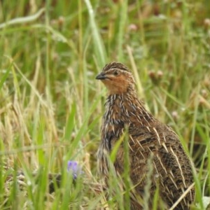 Coturnix pectoralis at Wallaroo, NSW - 7 Nov 2020