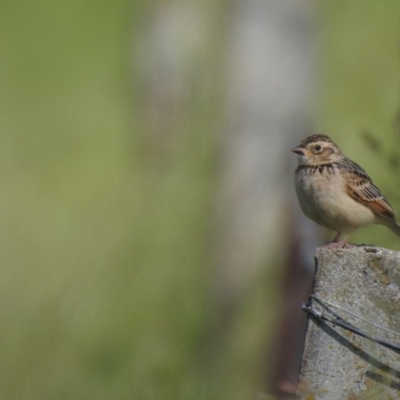 Mirafra javanica (Singing Bushlark) at Wallaroo, NSW - 6 Nov 2020 by Liam.m