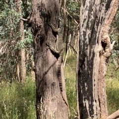 Varanus varius (Lace Monitor) at Springdale Heights, NSW - 8 Nov 2020 by PaulF