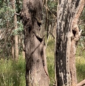 Varanus varius at Springdale Heights, NSW - suppressed