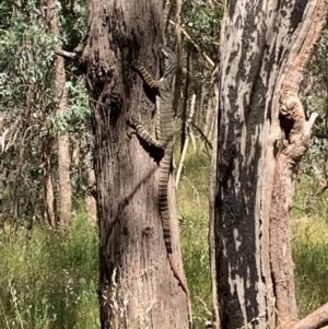 Varanus varius at Springdale Heights, NSW - 8 Nov 2020