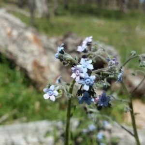 Cynoglossum australe at O'Malley, ACT - 8 Nov 2020 04:09 PM