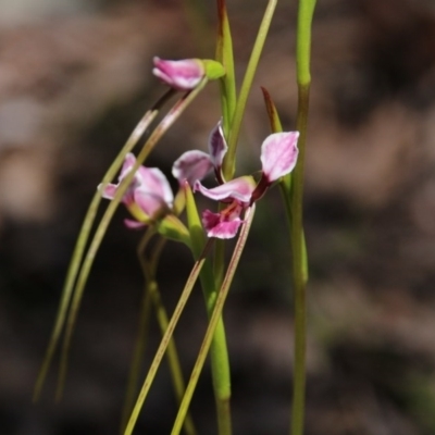 Diuris dendrobioides (Late Mauve Doubletail) at Mount Majura - 9 Nov 2020 by petersan