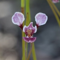 Diuris dendrobioides at suppressed - 10 Nov 2020