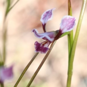 Diuris dendrobioides at suppressed - 10 Nov 2020