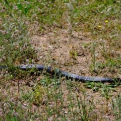 Pseudechis porphyriacus (Red-bellied Black Snake) at Hawker, ACT - 9 Nov 2020 by Kurt