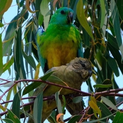 Psephotus haematonotus (Red-rumped Parrot) at Molonglo River Reserve - 9 Nov 2020 by Kurt