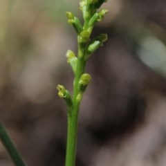 Microtis parviflora (Slender Onion Orchid) at Mount Majura - 9 Nov 2020 by petersan