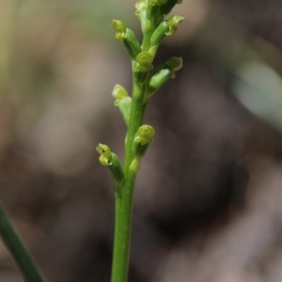 Microtis parviflora (Slender Onion Orchid) at Mount Majura - 9 Nov 2020 by petersan