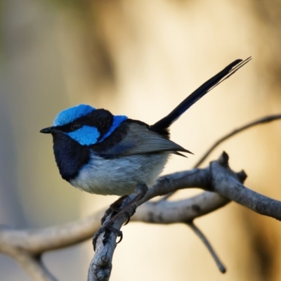 Malurus cyaneus (Superb Fairywren) at Point 20 - 8 Nov 2020 by trevsci