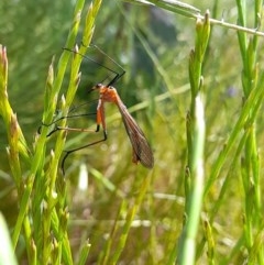 Harpobittacus australis at Forde, ACT - 6 Nov 2020