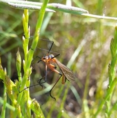 Harpobittacus australis at Forde, ACT - 6 Nov 2020 05:04 PM