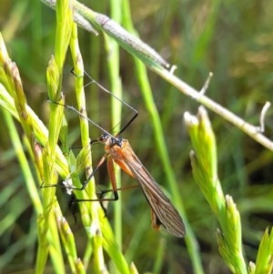 Harpobittacus australis at Forde, ACT - 6 Nov 2020