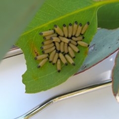 Paropsis atomaria (Eucalyptus leaf beetle) at Goorooyarroo NR (ACT) - 6 Nov 2020 by YumiCallaway