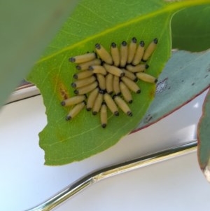 Paropsis atomaria at Forde, ACT - 6 Nov 2020