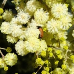 Phyllotocus rufipennis (Nectar scarab) at Goorooyarroo NR (ACT) - 6 Nov 2020 by YumiCallaway