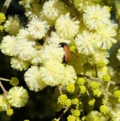 Phyllotocus rufipennis (Nectar scarab) at Forde, ACT - 6 Nov 2020 by YumiCallaway