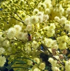 Phyllotocus rufipennis at Forde, ACT - 6 Nov 2020