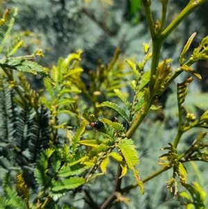 Adoxia benallae at Forde, ACT - 6 Nov 2020