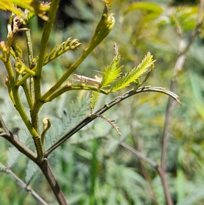 Nabis sp. (genus) (Damsel bug) at Forde, ACT - 6 Nov 2020 by YumiCallaway