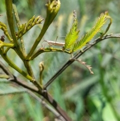 Nabis sp. (genus) at Forde, ACT - 6 Nov 2020