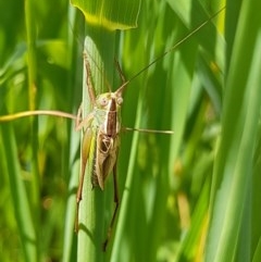 Conocephalus sp. (genus) (A Tussock Katydid) at Forde, ACT - 6 Nov 2020 by YumiCallaway