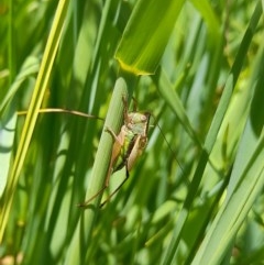 Conocephalus sp. (genus) at Forde, ACT - 6 Nov 2020