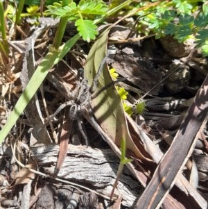 Tasmanicosa sp. (genus) at Forde, ACT - 6 Nov 2020